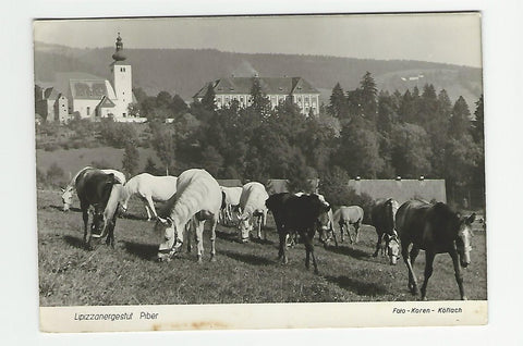 AK Lippizanergestüt Piber.