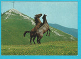 AK Lipizzanergestüt Piber. (1986)