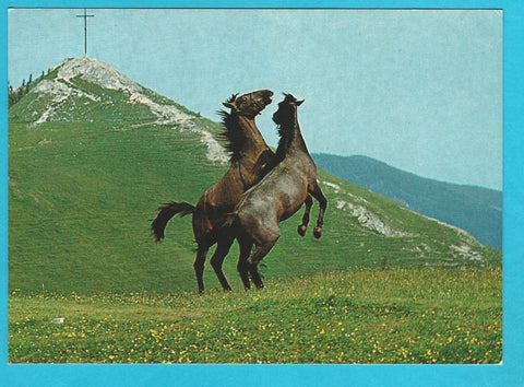 AK Lipizzanergestüt Piber. (1986)