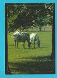 AK Piber. Lipizzanergestüt.