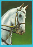 AK Bundesgestüt Piber. (1984)