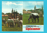 AK Piber. Das Gestüt der weltberühmten Lipizzaner.