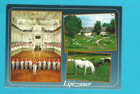 AK Piber. Staatsgestüt, Lipizzaner.
