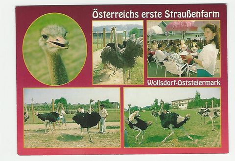 AK Wollsdorf. Österreichs erste Straußenfarm.