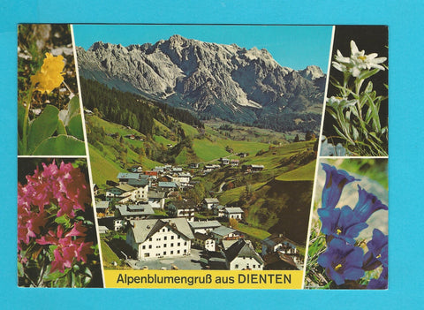 AK Alpenblumengruß aus Dienten.