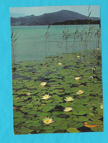 AK Seerosen am Wörthersee.