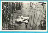AK Seerosen am Wörthersee. (1927)