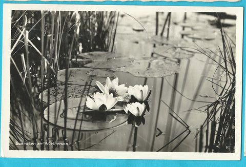 AK Seerosen am Wörthersee. (1927)