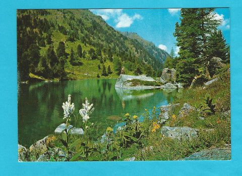 AK In den Nockbergen Österreichs. Weißer Germer, Fuchskreuzkraut u. Arnika am Dieslingsee im Nordkar des Eisenhut.