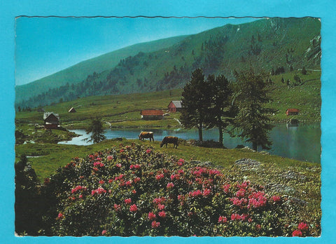 AK Almenrausch in den Nockbergen Kärntens am Falkertsee, ob Patergassen im Oberen Gurktal.